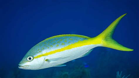  Yellowtail Snapper: Een meester van camouflage en een fervent fan van koraalriffen!