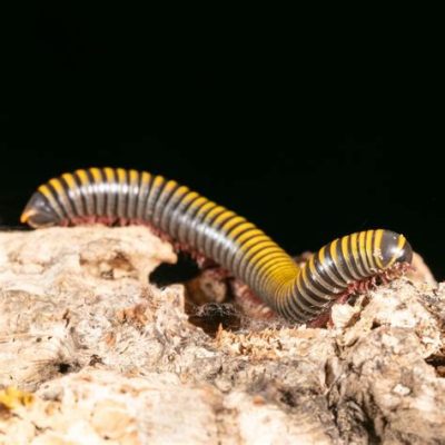  Zebra Pill Millipede: A Miniature Striped Wonder With Exquisitely Delicate Legs!