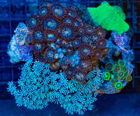  Zoanthid:  Een verbazingwekkende zee-anemoon met een levendige kolonie en prachtige kleurenpalet!